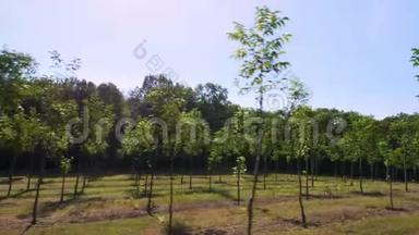 种植园的福斯特`独特的杂交坚果，旨在生产<strong>珍贵</strong>的木材，一排排年轻健康的坚果树